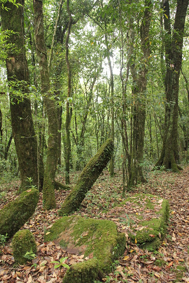 ancient_monoliths_in_mawphlang_sacred_grove